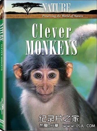 [英语中英字幕]动物世界纪录片：BBC-聪明的猴子 全1集 下载图片 No.1