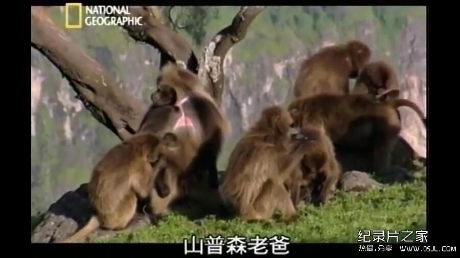 [英语中字]动物世界纪录片：国家地理-爱上狮尾狒 Cliffhangers 全3集 下载图片 No.2