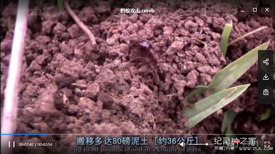 [英语中英字幕]动物世界纪录片：bbc-自然世界：蚂蚁攻击 Natural World: Ant Attack (2006)全1集 高清下载图片 No.2