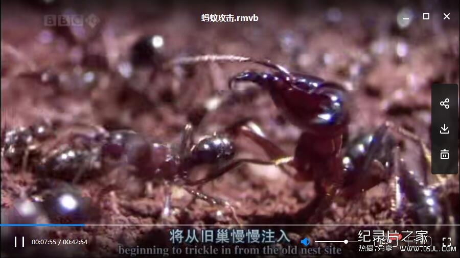 [英语中英字幕]动物世界纪录片：bbc-自然世界：蚂蚁攻击 Natural World: Ant Attack (2006)全1集 高清下载图片 No.3