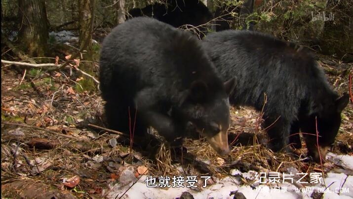 [英语中字]动物世界纪录片：莉莉-一头熊的生活-Natural World: Lily – A Bear’s Life 全1集 超清1080P图片 No.2
