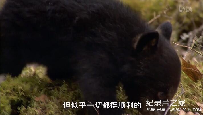 [英语中字]动物世界纪录片：莉莉-一头熊的生活-Natural World: Lily – A Bear’s Life 全1集 超清1080P图片 No.3