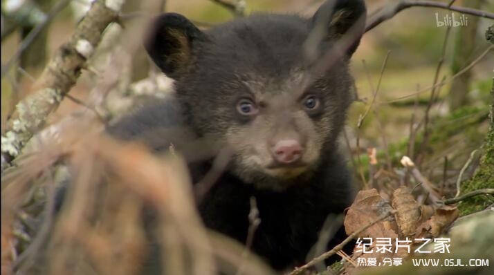 [英语中字]动物世界纪录片：莉莉-一头熊的生活-Natural World: Lily – A Bear’s Life 全1集 超清1080P图片 No.1