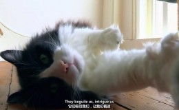 【英语中英字幕】猫奴必看，动物世界纪录片：猫眼里的世界 全1集 高清720P