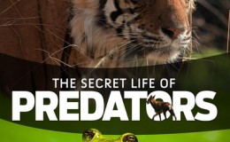 [国家地理]掠食动物生存战 Secret Life of Predators 全四集 720P蓝光版 百度网盘