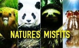 BBC：大自然里的奇怪动物 Nature’s Misfits 480P 百度网盘下载