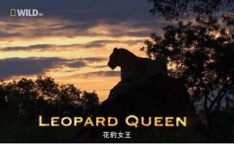 [国家地理]花豹女王玛娜娜 Leopard Queen ed2k下载带字幕