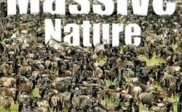 [英语中英字幕]动物世界纪录片：bbc-群体大自然 Massive Nature 全6集