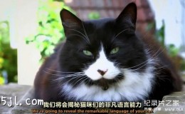 [English subtitles] BBC Horizon Series: Cat Watch (2014) 3 episodes HD 720P download