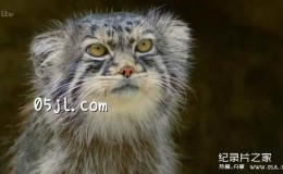  [English subtitles] Animal World Documentary: The Story Of Cats
