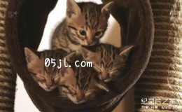  [English subtitles] Animal World Documentary: Little Meow's Secret Season 1 2 episodes The Secret Life Of Kittens HD 720P Download