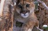  [English] BBC Animal World Documentary - Mountain Lions: Big Cats in High Places (2015) 1 episode