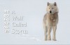  [Mandarin Chinese characters] CCTV translation bbc The Natural World: A Wolf Called Storm 1 episode HD version