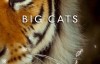 【英语中英字幕】动物世界纪录片：bbc-大猫 Big Cats (2018) 全3集高清