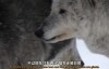  [English subtitles] Animal World Documentary: Polar Winter Episode 1 Ultra clear 1080P