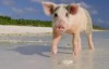 【英语中英字幕】动物世界纪录片：聪明的猪 Amazing Pigs (2018) 全1集 高清1080P