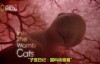 Explore the Secret of Uterus - Uterus Diary: Animals in the Womb HD 720P