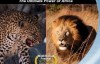 Discovery探索频道： 非洲超级七兽 Africa’s Super Seven 高清720P 中文字幕下载