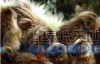  [English Chinese characters] Animal World Documentary: National Geographic - Love Liontail Baboon Cliffchangers