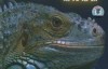  [Chinese English] Animal World Documentary: BBC Hidden Dragon (Modern Dinosaur) Dragons Alive (2004)
