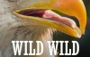  [English subtitles] Animal World documentary: Wild Wild East (2016) 14 episodes, 1080P