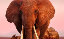 【英语中字】动物世界纪录片：大象女王 The Elephant Queen (2018) 全1集 高清