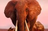 【英语中字】动物世界纪录片：大象女王 The Elephant Queen (2018) 全1集 高清