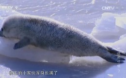 [国语中字]中国首部全景式野生动物纪录片-央视 《野性的呼唤》全5集 高清1080P