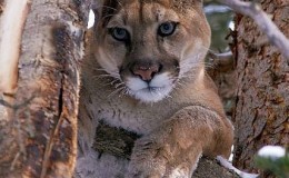 [英语英字]bbc动物世界纪录片-山狮：高地的大猫 Mountain Lions: Big Cats in High Places (2015) 全1集