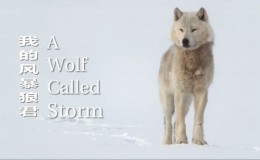 [国语中字]央视译制 -bbc自然世界：狼之风暴 The Natural World: A Wolf Called Storm 全1集高清版