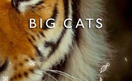 【英语中英字幕】动物世界纪录片：bbc-大猫 Big Cats (2018) 全3集高清