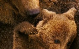 【英语中英字幕】动物世界纪录片：阿拉斯加棕熊 Bears（又名：熊世界 ）(2014)全1集 超清1080P