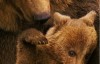 【英语中英字幕】动物世界纪录片：阿拉斯加棕熊 Bears（又名：熊世界 ）(2014)全1集 超清1080P