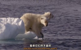【英语中英字幕】动物世界纪录片：极地之夏 Summer 全1集 超清1080P