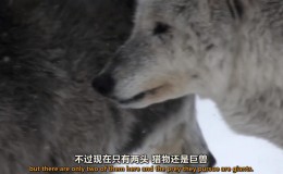 【英语中英字幕】动物世界纪录片：极地之冬 全1集 超清1080P