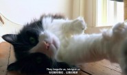 【英语中英字幕】猫奴必看，动物世界纪录片：猫眼里的世界 全1集 高清720P