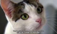 【英语中英字幕】猫奴必看，动物世界纪录片《你膝头的“狮子”》 全1集 高清720P