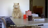 【英语中英字幕】猫奴必看,动物世界纪录片:《喵言猫语》 全1集 高清720P