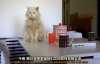 【英语中英字幕】猫奴必看，动物世界纪录片：《喵言猫语》 全1集 高清720P