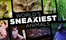 【英语中英字幕】动物世界纪录片：bbc 世界上最狡猾的动物 World’s Sneakiest Animals (2016) 高清1080P