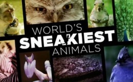 【英语中字】BBC动物世界纪录片：世界上最狡猾的动物 World’s Sneakiest Animals (2015) 全3集 超清1080P
