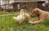 【英语中英字幕】超治愈动物世界纪录片：萌宠成长记 第一季 Too Cute! (2011) 全4集 高清1080P