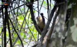 【英语中英字幕】动物世界纪录片：走进哥伦比亚野生世界 Into the Wild Colombia 全5集超清1080P