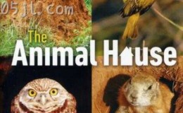 【英语中英字幕】bbc动物世界纪录片-自然世界：动物之家 The Natural World: Animal House (2011) 全1集 超清1080P