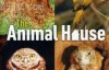 【英语中英字幕】bbc动物世界纪录片-自然世界：动物之家 The Natural World: Animal House (2011) 全1集 超清1080P