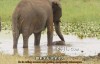 【英语中英字幕】动物世界纪录片：塞伦盖蒂游牧者 Nomads of the Serengeti (2015) 全5集 超清1080P下载
