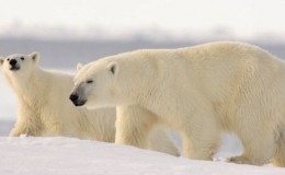 BBC 阿拉斯加:地球上的冰冻王国 Alaska: Earth’s Frozen Kingdom 1-3高清全集