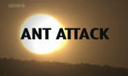 BBC自然世界：蚂蚁攻击 Natural World: Ant Attack 高清720P