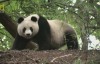 [国家地理]卖萌 大熊猫National Geographic-Giant Panda 高清720P双语字幕