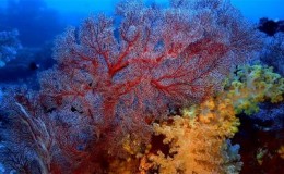 [720p国英双语]Discovery 深蓝II：丰富的珊瑚礁 Equator: Reefs of Riches 百度网盘